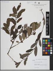 Foto von Salix atrocinerea Brot.